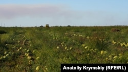 Ілюстративне фото: бахча на півдні України