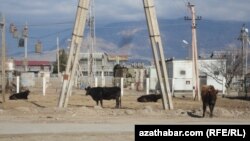 'Zawodyň tozany ilata, ekine täsir ýetirýär'