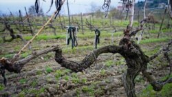 виноградник