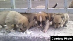 Бу эт балаларының хуҗалы булып бик озак яшиселәре килә