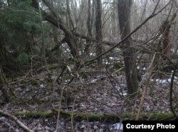 Лес у маіх ваколіцах. Фота 2. Вёска Вязавец, Стаўпецкі раён. Сакавік 2016