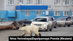 Норильскиге кирип келген ак аюу. 17-июнь, 2019-жыл.