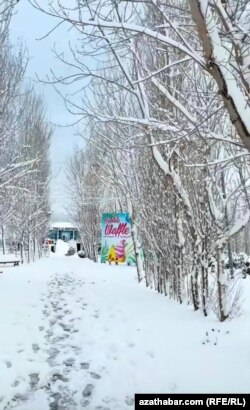 Türkmenbaşyda ýol kenarlarynda hatar gurap oturan agaçlar ak gar bilen örtüldi. 24-nji fewral, 2025 ý.
