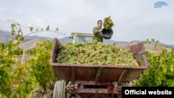 За повдіомленням міністерства, з 743,9 гектарів площа виноградників Судакської долини скоротилася до 397,8 гектарів