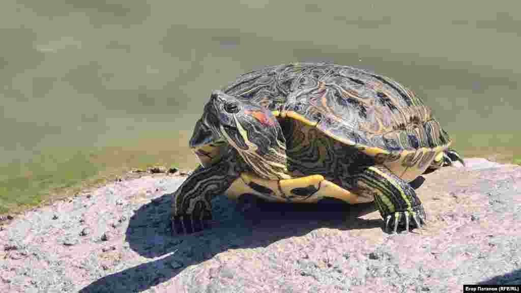 Красноухая черепаха на берегу пруда в Гагаринском парке, Симферополь, Крым