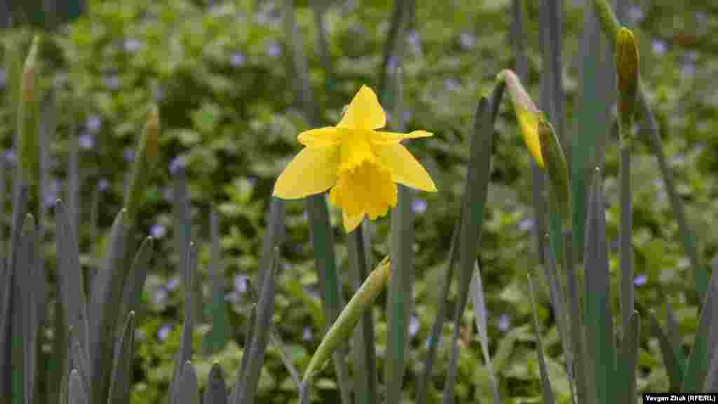 На вулиці Героїв Севастополя розцвів самотній нарцис