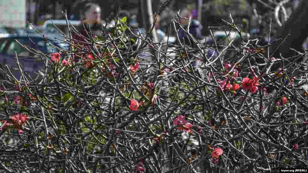 Первый день весны встречает своими первыми цветами айва японская, растущая на городских газонах