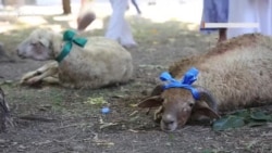 Aqmescitte Qurban Bayramınıñ birinci künü (video)