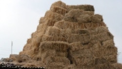 Շիրակի գյուղերում անասնակեր խոտի մեծ պակաս կա