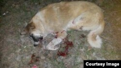 В министерстве внутренних дел утверждают, что эта собака нападала на людей