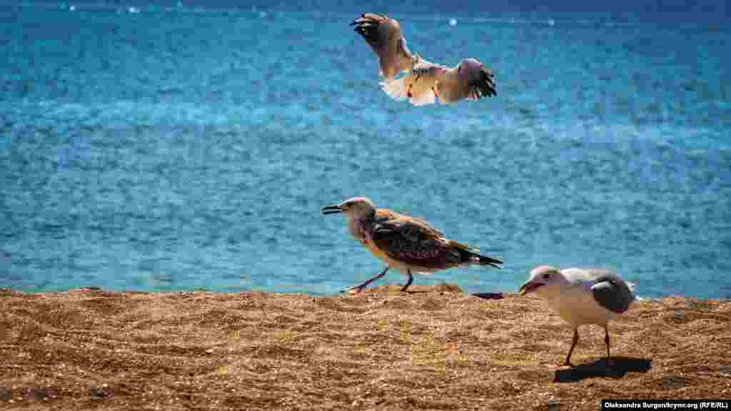 Qara deñiz yalısında çağalalar