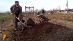 Истеҳсоли нурии биологӣ бо ёрии кирми лойхӯрак