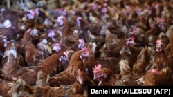 تصویری از یک مرغداری