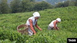 Абхазский чай, который в советское время был главным абхазским брендом, сегодня практически уничтожен