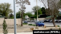 Туркменистан (архивное фото)  