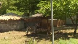 Ոստիկանությունը քրեական գործ է հարուցել կենդանաբանական այգու միակ զեբրի անկման դեպքի առթիվ