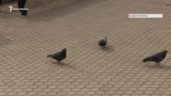 Цветы и молитвы у памятника Шевченко в Севастополе (видео)