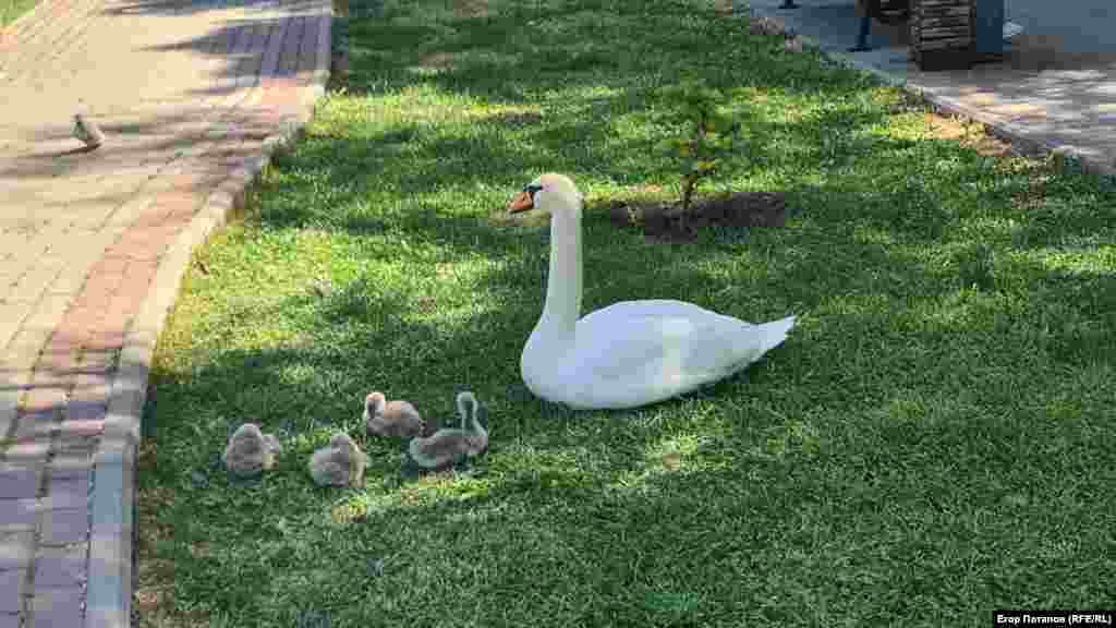 Но уже к концу мая из пятерых лебедят осталось четверо. Что стало с пятым малышом неизвестно, Гагаринский парк, Симферополь