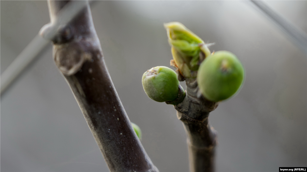 İncir tereginde kiçik yemişler köründi. Yapraqlar daa soñra açacaq &ndash; bu terekniñ hususiyetleri böyle