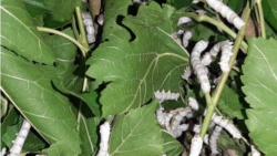 Diňle: Ýüpekçiler nobatdaky pile möwsümine girişýär, häkimiýetler býujet işgärlerini önümçilige çekýär
