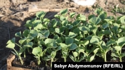 Ошская область