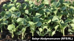 Иллюстративное фото.