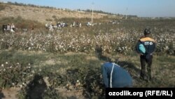 Работники бюджетной организации в Улугнорском районе Андижанской области на принудительном сборе хлопка, 2018 год.