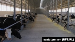 Armenia - A cattle farm in Margahovit village, 23Oct2019