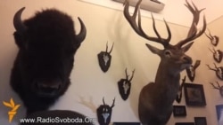 Опудала оленя, зубра та кабана знайшли євромайданівці у кабінеті Добкіна