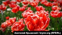 Міжнародний жіночий день 8 березня є вихідним в Україні