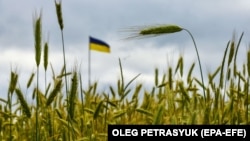 «Важко провести жнива, адже постійно йдуть бої»