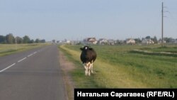 в. Сарачы. Любанскі р-н. Аўтар: Натальля Сарагавец