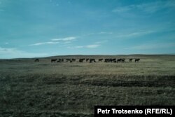 Қарағанды облысы Қарқаралы ауданында далада жайылып жүрген бір үйір жылқы. 8 қазан, 2024 жыл.
