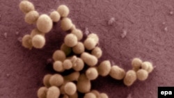 باکتری میکوپلاسما میکوئید که نخستین موجود زنده آزمایشگاهی است. 