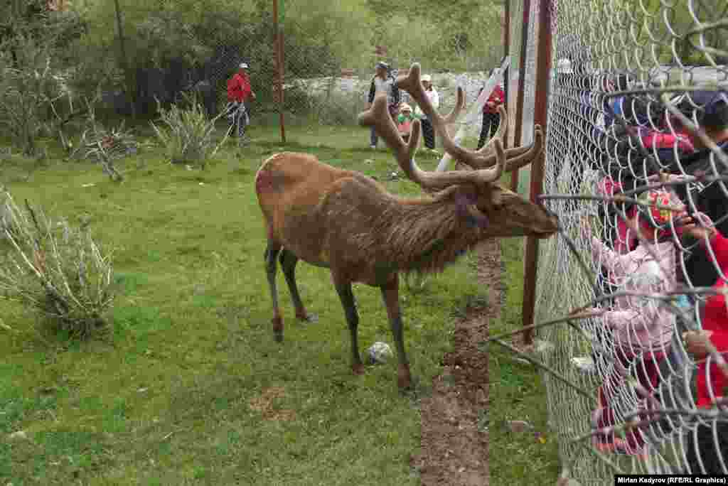 У всех оленей есть имена. К примеру, этого зовут Айдар. &nbsp;