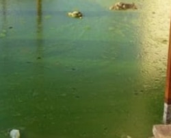 Застоявшаяся дождевая вода, скопившаяся на улицах Туркменабада покрылась тиной