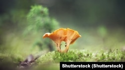 Лісічкі, ілюстрацыйнае фота