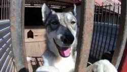 Собак разрешили убивать
