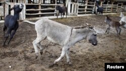 Ослы на ферме. Иллюстративное фото.