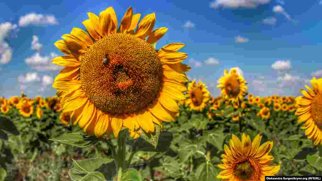 Aqşeyh rayon mahkemesine ketkende, künaylan