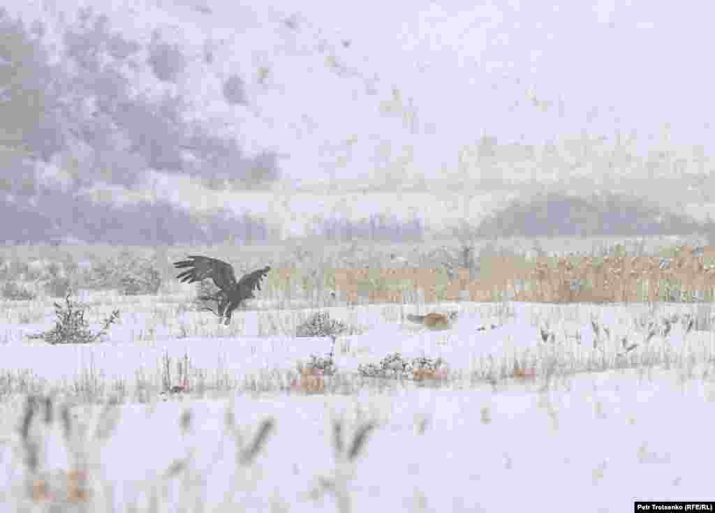 Ще одне завдання: полювання на лисиць. Беркутчі розподіляються на пагорбі, а в декількох сотнях метрів від них випускають лисицю. Птах повинен зловити лисицю, а мисливці повинні встигнути врятувати тварину. На фото беркут наздоганяє лисицю