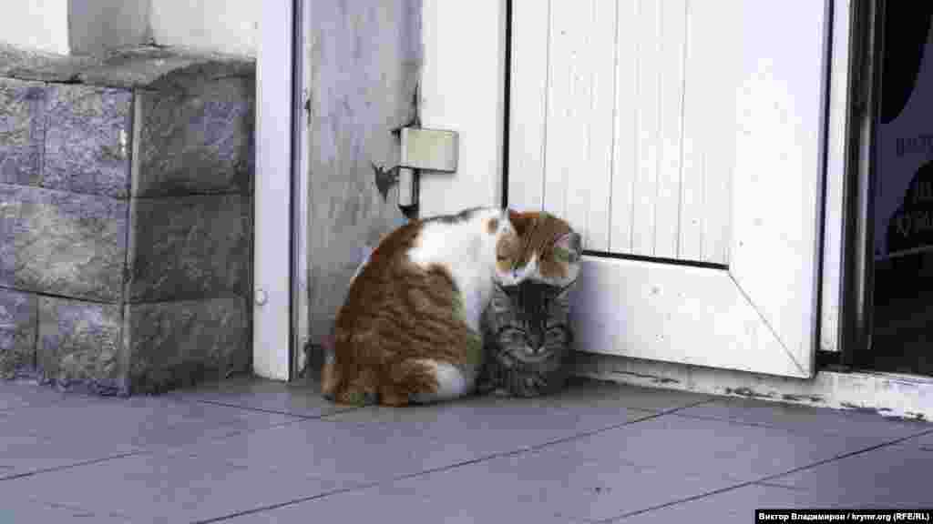 Коты греются прохладным декабрьским днем на набережной в Балаклаве