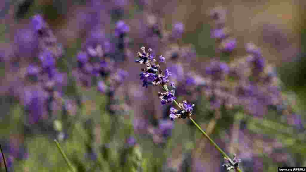 По завершении цветения лаванда пользуется спросом на местных рынках