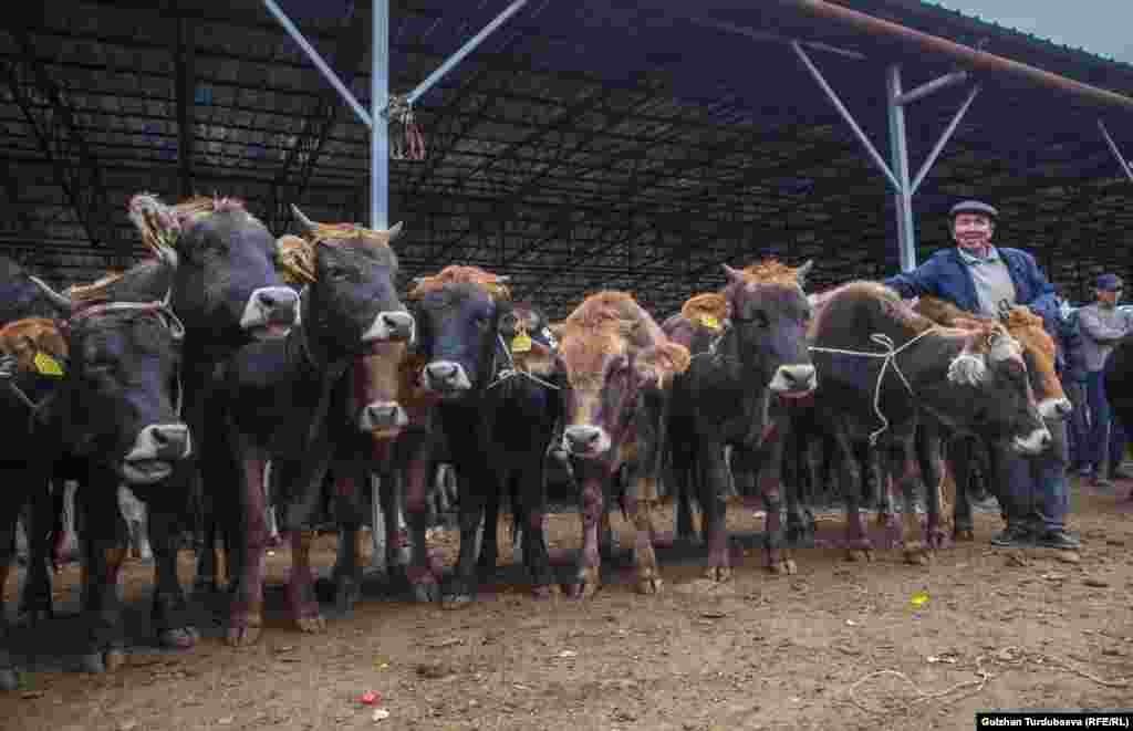 Арзыкул Турганбаев торгует крупным рогатым скотом. Он продал пять из 12 коров, стоимость каждой составляет от 25 до 30 тысяч сомов.&nbsp;