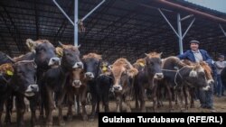 Кыргызстандагы мал базар.