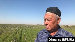Хлопкороб Турсынбай Тагаев. Туркестанская область, 2 октября 2018 года.