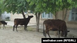 Hojalyk jaýlarynyň golaýynda otlaýan sygyrlar (Illýustrasiýa suraty)