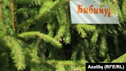 Теләгән һәркем килеп чыршы утыртты, чыршыларга инәкиләренең исемнәре язылган такталар элде