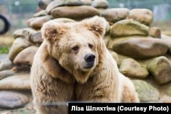 Ведмедиця Христина працювала у цирку