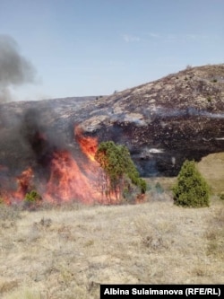 Пастбище Алмалуу, Таласская область, 6 августа 2018 г.